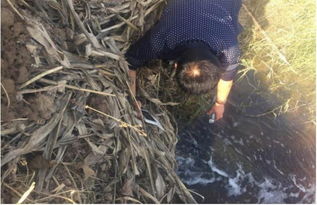 山东郓城随官屯镇 洪达化工污染之下，居民健康与环境的无声戕害